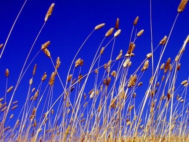 Grain and blue, blue sky