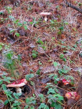 Family of boletes on a hill