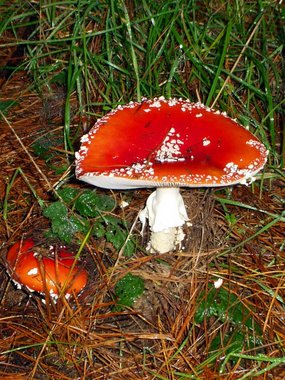 A proud mama bolete