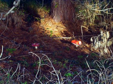 A pair under a tree