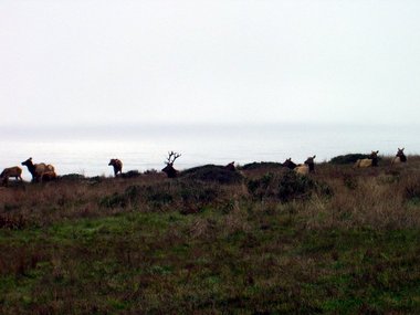 Another shot of tired elk