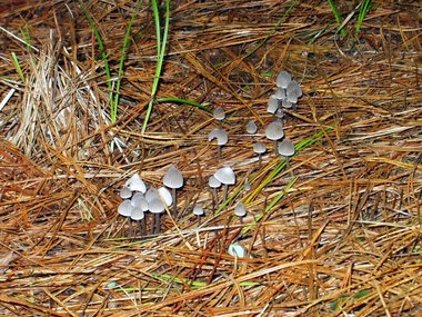 Mushroom season!