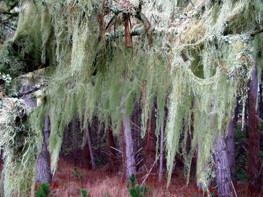 This is a very wet place. Trees coated with icicles of lichen.