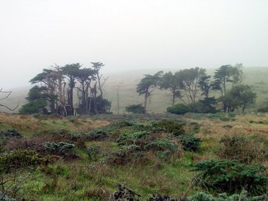 This grove of cypress is all that is left of the Lower Pierce Point Ranch