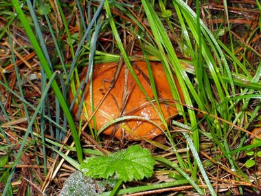 A big brown mushroom