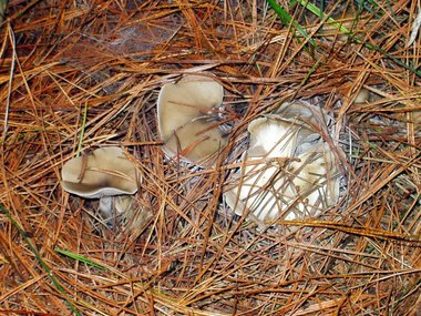 More mushrooms