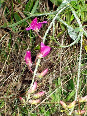 Even in November, there is life, as in this pea...