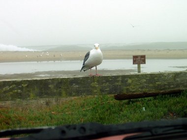 Drakes Bay surf from the comfort of the car