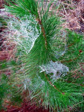 The dew exposes the vast expanse of spiderwebs in the pines...