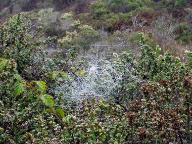 ...and in the coyote brush