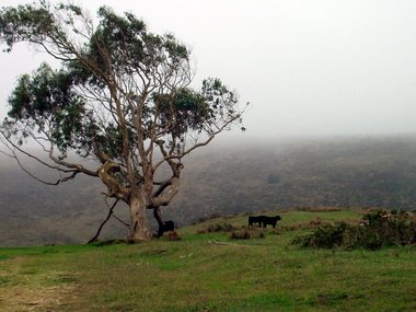 The tree in the fog...