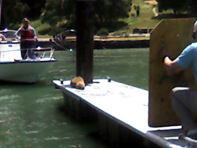 Sea lion pup still unaware of its fate