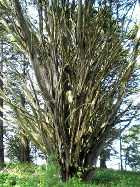 The end of the hike wound through a grove of cypress trees, whose trunks were even more crazy than those in the Douglas fir forest