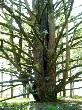 A crazy Douglas fir--note the ferns growing on it