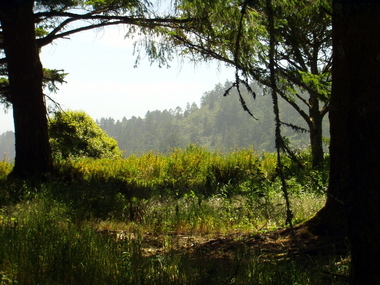Views from the Douglas fir forest