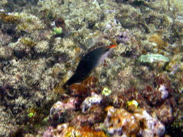 The elusive bird wrasse
