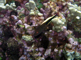 Blackside hawkfish