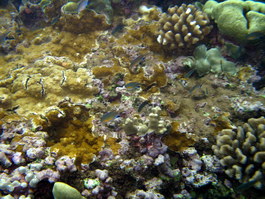 Colorful fish and coral