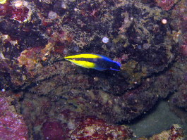 Hawaiian cleaner wrasse