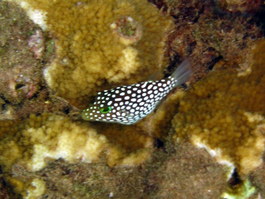 Hawaiian whitespotted toby