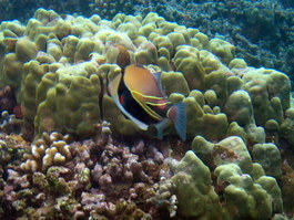 Humuhumunukunukuapua'a, the Hawaiian state fish