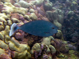 Paletail unicornfish