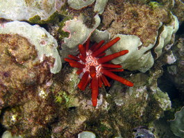 A nuclear-powered slate pencil urchin: you can tell because of the radioactive glow that it gives off