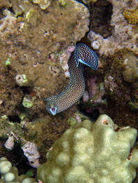 Whitemouthed moray