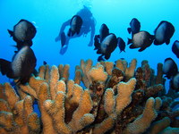 Hawaiin dascyllus at Molokini, HI