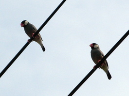 Java sparrow