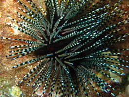 Banded urchin