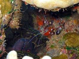 A moray hides in a hole while being cleaned by shrimp