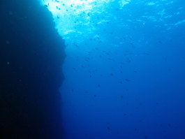 Lots of fish gather under Sharkfin Rock