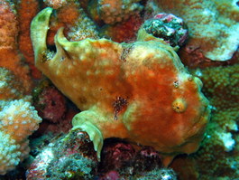 Frog fish