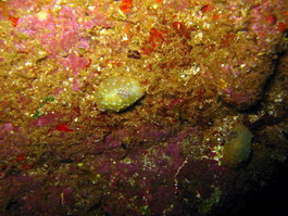 Gold lace nudibranch