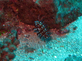 Juvenile rockmover wrasse