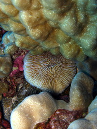 Mushroom coral