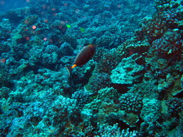 Orangespine unicornfish