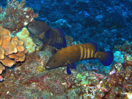 Peacock grouper