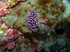 Phyllidiella pustulosa