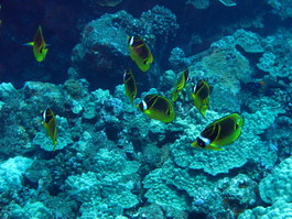 Raccoon butterflyfish