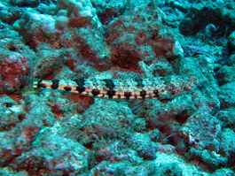 Sand hide--good name