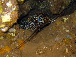 Spiny lobster
