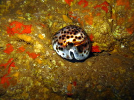 Tiger cowry