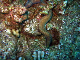 Whitemouthed moray
