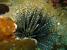 Banded urchin