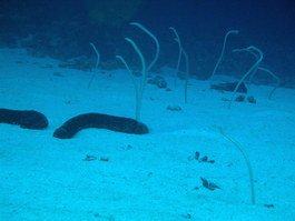 Garden eels