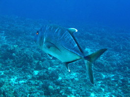 A large jack swims slowly by