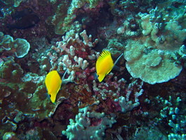 Longnose butterflyfish