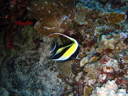 Moorish idol